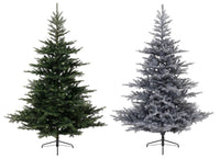 Grandis Fir Green Christmas Xmas Tree - Plain or Frosted Snowy - Various Sizes
